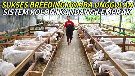 Sukses Breeding Domba Sistem Koloni Kandang Termurah Se Indonesia Youtube