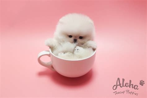 URUS [TEACUP POMERANIAN] – Aloha Teacup Puppies inc