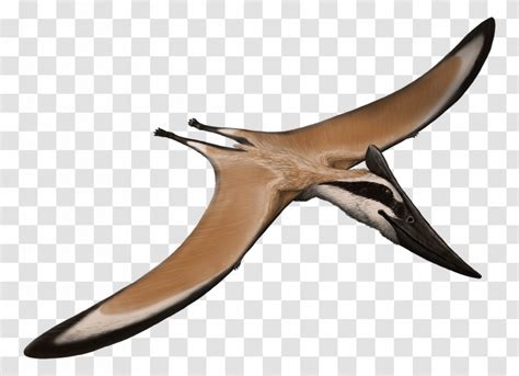 Pteranodon Pterodactyloidea Nyctosauridae Aerotitan Alamodactylus