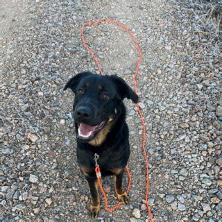 2 år gammal Blandras Schäfer och Rottweiler säljs av Jonna från Deje