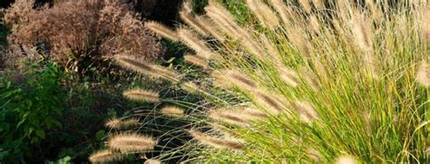 Pruning Ornamental Grasses Why When How MOOWY