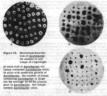 Azotobacter - microbewiki