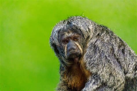 Monkey Portrait Free Stock Photo Public Domain Pictures