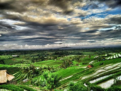 Jatiluwih Rice Terrace | Interest palces in Bali |Family Bali Tours