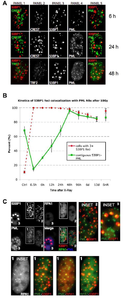 Dna Scars Associate With A Subset Of Pml Nbs A Hca Cells Were