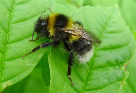 The NHBS Guide to UK Bumblebee Identification