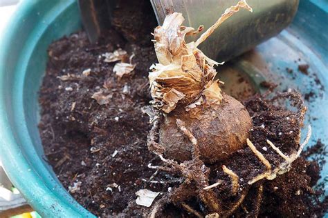 When And How To Repot Amaryllis Bulbs Gardeners Path