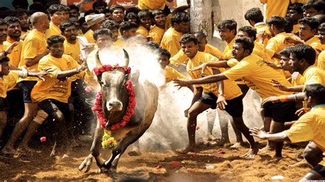 The Complete Guide To Pongal Celebrations In Tamil Nadu