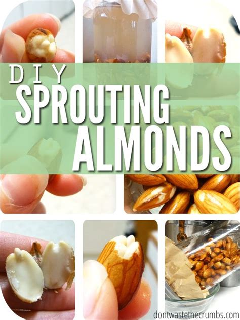 Diy Sprouting Almonds Giving Your Food New Life Raw Food Recipes