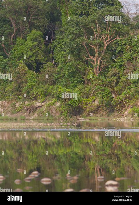 River And Forest In Bardia National Park Nepal Stock Photo Alamy