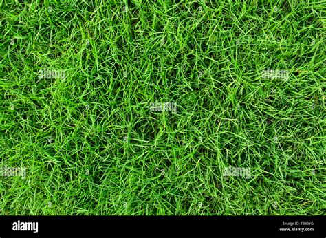 Lush Green Grass Texture Stock Photo Alamy