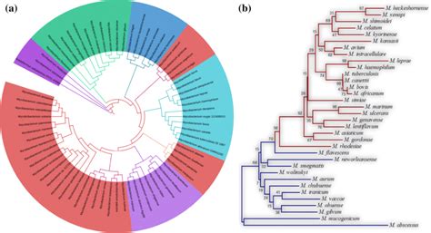 Phylogenetic Tree Constructed By A Neighbor Joining Algorithm Using