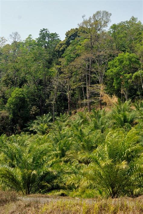 Oil Palm Should not be Expanded in Arunachal Pradesh | Conservation India