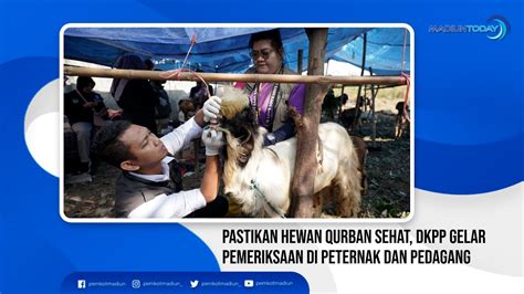 Pastikan Hewan Qurban Sehat Dkpp Gelar Pemeriksaan Di Peternak Dan