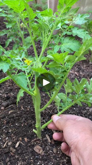 79K Views 2 8K Reactions Cuando Podamos Las Tomateras Ayudamos A