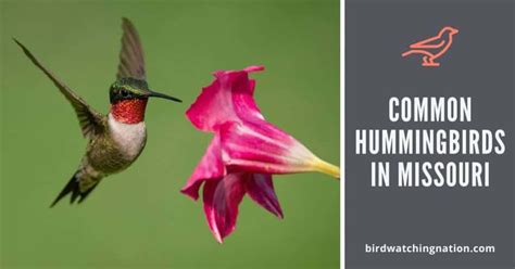 4 Exciting Hummingbirds In Missouri To Look Our For In 2024