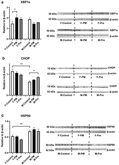 Antioxidants Free Full Text Sex Dependent Responses To Maternal