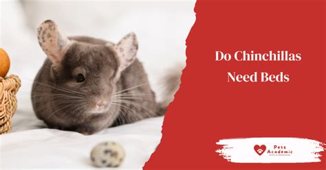 Do Chinchillas Need Beds Pets Academic