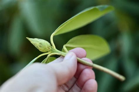 How To Propagate Rhododendron From Cuttings Farmhouse And Blooms