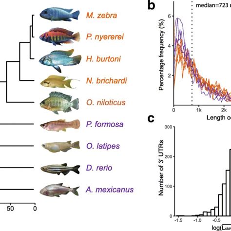 Pdf Evolutionary Divergence Of Utrs In Cichlid Fishes