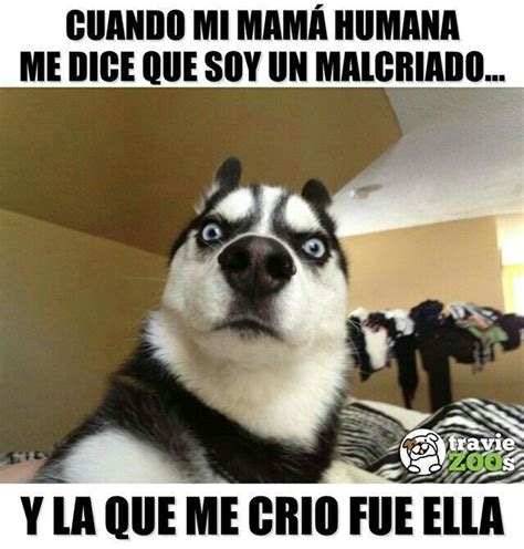 Pin by Maria Romero Aranda on Mamá y papá Dog memes Animals Dogs