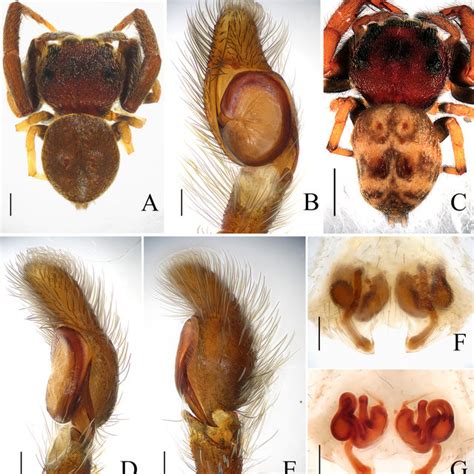 Irura Montiformis Sp Nov Holotype Female A Dorsal View B Epigyne