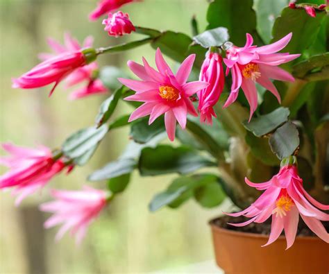 How to grow Easter cactus – 5 tips plant experts say…