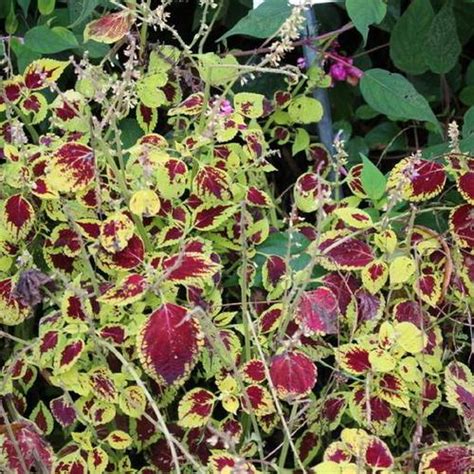 Coleus Coleus Scutellarioides Fireworks In The Coleus Database