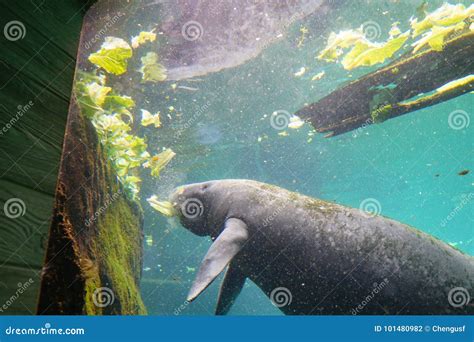 Manatee is swimming stock photo. Image of rock, fully - 101480982