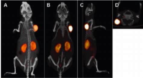 Static Pet Ct Imaging Study Of A Balb C Nude Mouse With Ls T Tumor