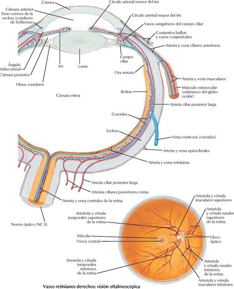 Arteria Pedia Anatom A Del Ojo Huesos Del Cuerpo Huesos Del Cuerpo