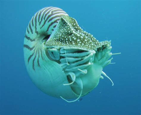 Nautilus | Mollusk, Shell, Subclass | Britannica