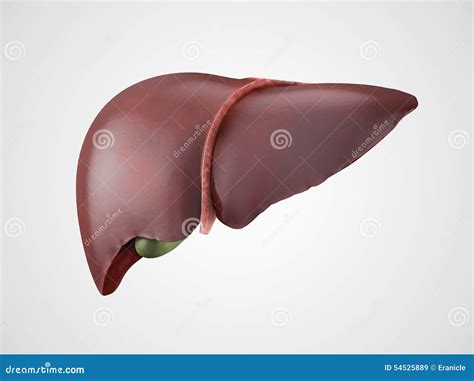 Realistic Human Liver Illustration Stock Illustration Illustration Of Education Body 54525889