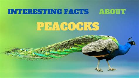 Fascinating Facts About Peacocks Discover The Beauty And Mysteries Of