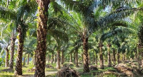 Oil Palm Plantation