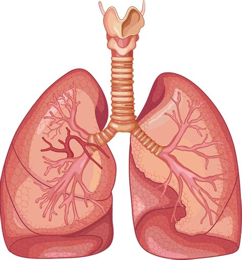 Anatomia Do Sistema Respirat Rio