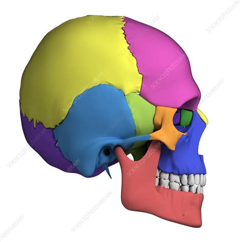 human skull anatomy illustration stock image  science