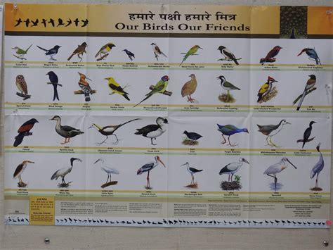 Bird Chart Science Shop