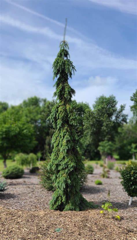 Spruce Weeping White Falk Nurseries