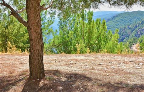 Bello Paisaje Y Vistas Panorámicas De Los árboles En Un Parque O