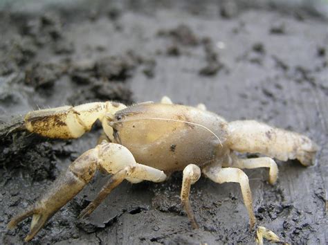 Australian endangered species: Victorian burrowing crayfish