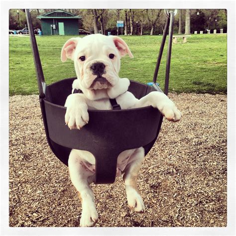 American English Bulldog Mix