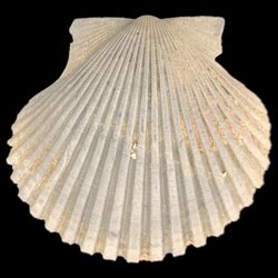 neogene atlas  ancient life argopecten gibbus