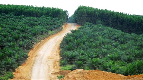 Policing Palm Oil Deforestation with Satellite Data