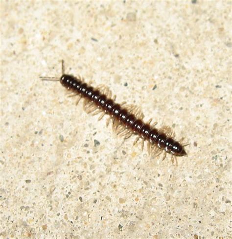 Greenhouse Millipede Oxidus Gracilis BugGuide Net