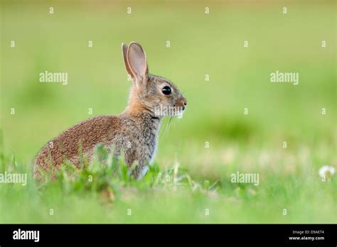 Young Rabbit Co Carlow Ireland Stock Photo Alamy