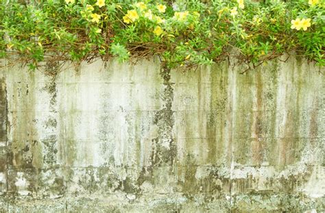 wall  flower stock image image  concept clay