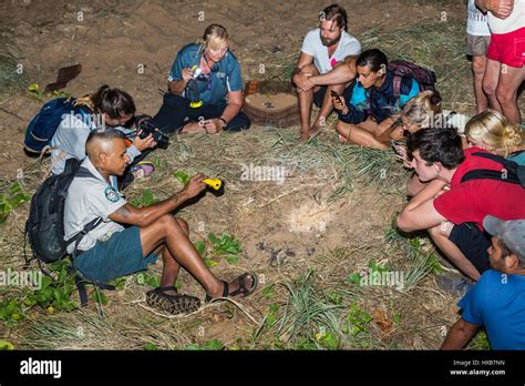 An Indigenous Park Ranger Showing Visitors Turtle Hatchlings Emerging