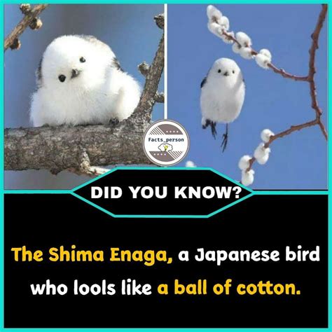 The Shima Enaga A Japanese Bird Who Looks Like A Ball Of Cotton True