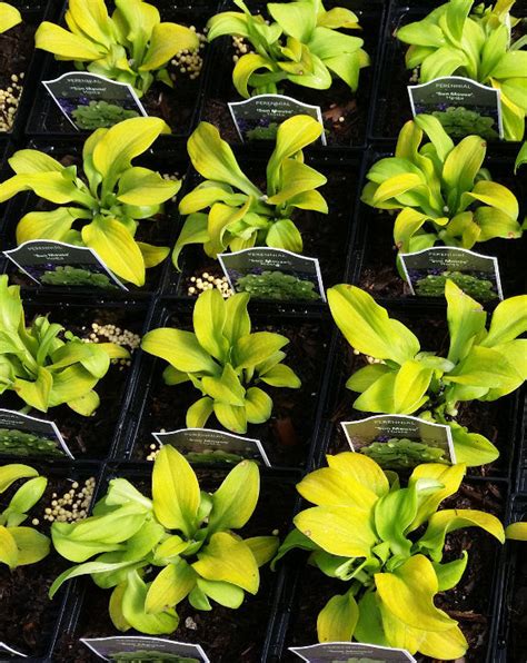 Hosta 'Sun Mouse' – In The Country Garden & Gifts Online Store